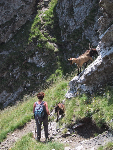 Foto: Wolfgang Lauschensky / Klettersteigtour / Monte Grona über Ferrata Centenario C.A.O. 1736m / Eingeborene betrachten Eindringling / 02.08.2012 17:58:01