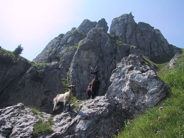 Foto: Wolfgang Lauschensky / Klettersteigtour / Monte Grona über Ferrata Centenario C.A.O. 1736m / Bergbewohner des Monte Grona / 02.08.2012 17:57:23