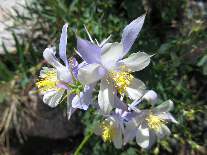 Foto: Andreas Koller / Wandertour / La Plata Peak (4370m) / Colorado Columbine / 26.08.2012 18:25:42