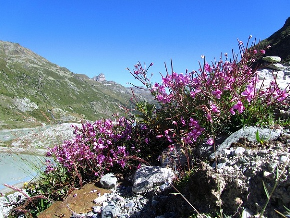 Foto: Andreas Koller / Wandertour / Aus dem Turtmanntal auf die Barrhörner (3610m) / 13.09.2012 01:47:06
