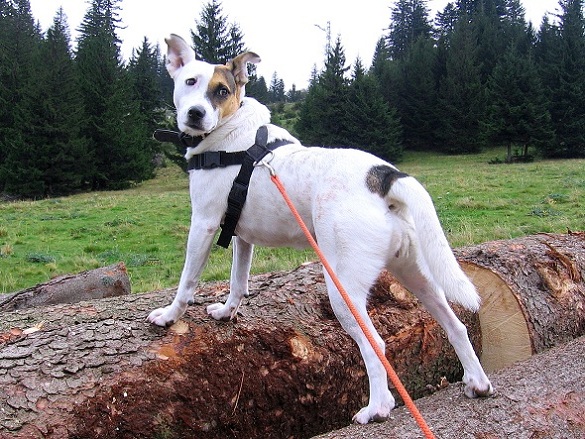 Foto: Andreas Koller / Wandertour / Hochstaff und Reisalpe (1399m) / 10.10.2012 23:31:58