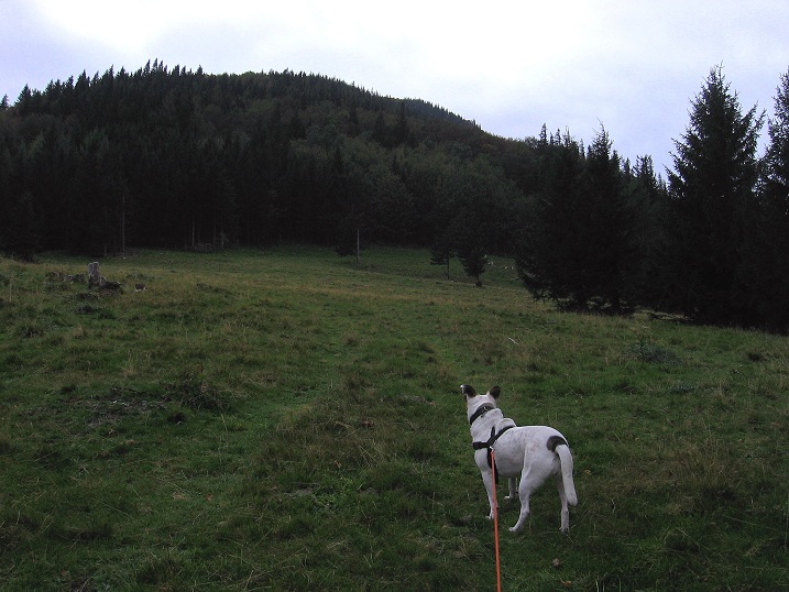 Foto: Andreas Koller / Wandertour / Hochstaff und Reisalpe (1399m) / Anstieg Hochstaff / 10.10.2012 23:31:39