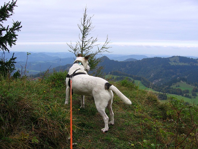 Foto: Andreas Koller / Wandertour / Hochstaff und Reisalpe (1399m) / 10.10.2012 23:30:19