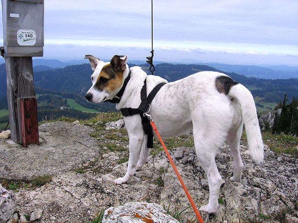 Foto: Andreas Koller / Wandertour / Hochstaff und Reisalpe (1399m) / 10.10.2012 23:28:49