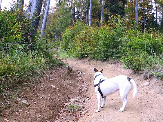 Foto: Andreas Koller / Wandertour / Hochstaff und Reisalpe (1399m) / 10.10.2012 23:18:59