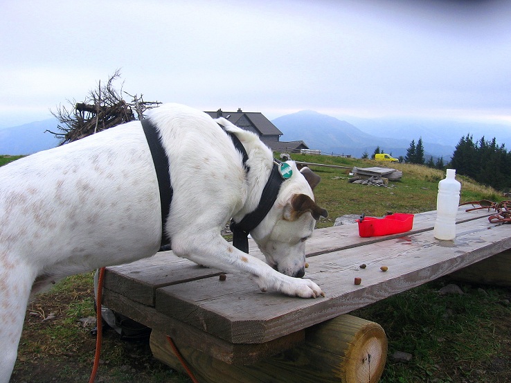 Foto: Andreas Koller / Wandertour / Hochstaff und Reisalpe (1399m) / 10.10.2012 23:16:26
