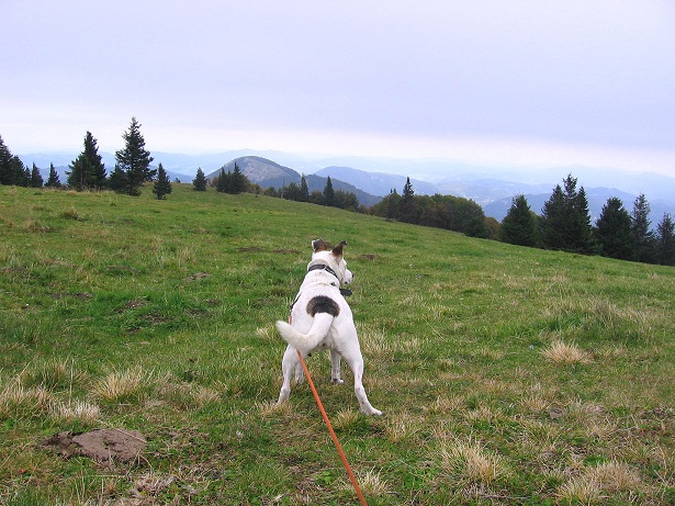 Foto: Andreas Koller / Wandertour / Hochstaff und Reisalpe (1399m) / Abstieg von der Reisalpe / 10.10.2012 23:14:42