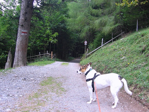 Foto: Andreas Koller / Wandertour / Hochstaff und Reisalpe (1399m) / 10.10.2012 23:14:04