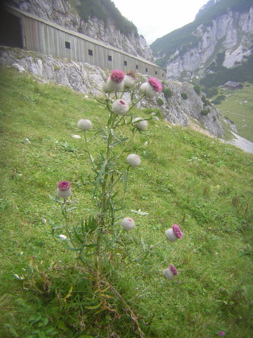 Foto: Wolfgang Lauschensky / Wandertour / Rampoldplatte – Lechnerköpfl – Hochsalwand – Wendelstein / der Abstieg zur Reindleralm kreuzt die Zahnradbahn / 28.10.2012 22:31:46