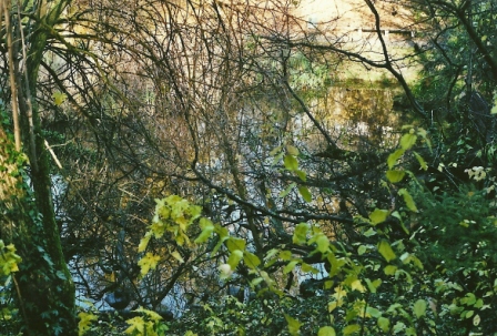 Foto: Wolfgang Dröthandl / Wandertour / Stadtwanderweg 12 - Durch Wien von West nach Ost / Im Wertheimsteinpark / 03.12.2012 11:32:48