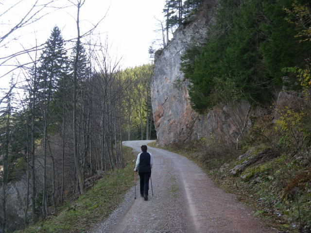 Foto: Wolfgang Lauschensky / Wandertour / Burgspitz – Almkogel – Gamsstein / Forstweg zum Burgspitz / 24.11.2012 15:07:21