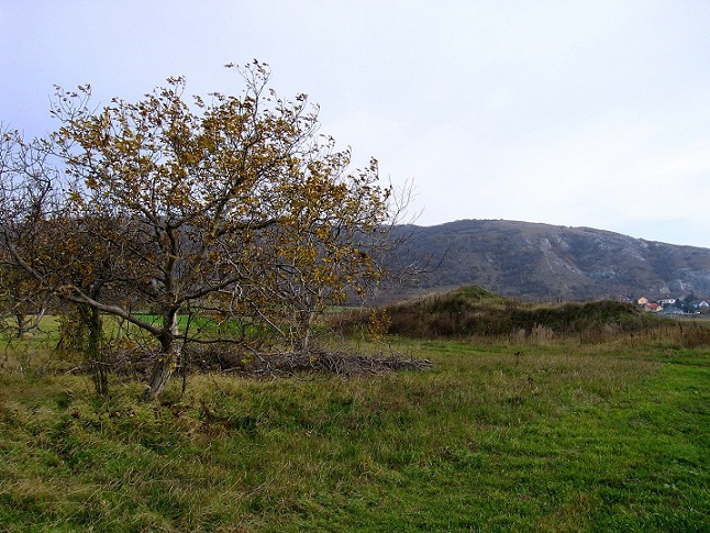 Foto: Andreas Koller / Wandertour / Hundsheimer Berg - am östlichsten Zipfel Österreichs (480m) / Hundsheimer Berg / 26.11.2012 00:09:42