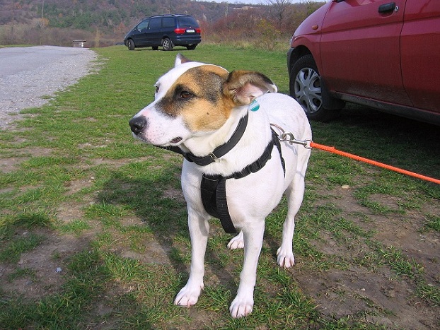 Foto: Andreas Koller / Wandertour / Hundsheimer Berg - am östlichsten Zipfel Österreichs (480m) / 26.11.2012 00:09:21