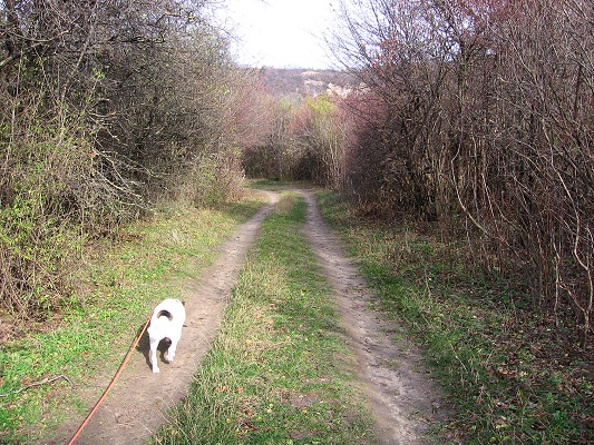 Foto: Andreas Koller / Wandertour / Hundsheimer Berg - am östlichsten Zipfel Österreichs (480m) / 26.11.2012 00:08:52
