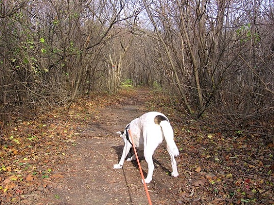 Foto: Andreas Koller / Wandertour / Hundsheimer Berg - am östlichsten Zipfel Österreichs (480m) / 26.11.2012 00:08:42