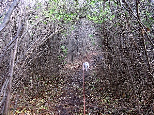 Foto: Andreas Koller / Wandertour / Hundsheimer Berg - am östlichsten Zipfel Österreichs (480m) / 26.11.2012 00:08:33