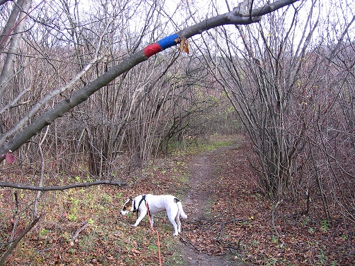 Foto: Andreas Koller / Wandertour / Hundsheimer Berg - am östlichsten Zipfel Österreichs (480m) / 26.11.2012 00:08:25