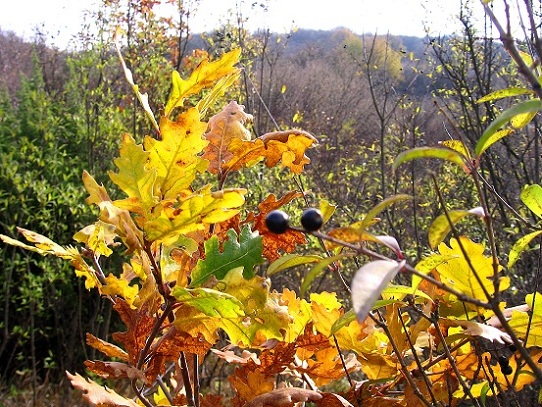 Foto: Andreas Koller / Wandertour / Hundsheimer Berg - am östlichsten Zipfel Österreichs (480m) / 26.11.2012 00:08:15