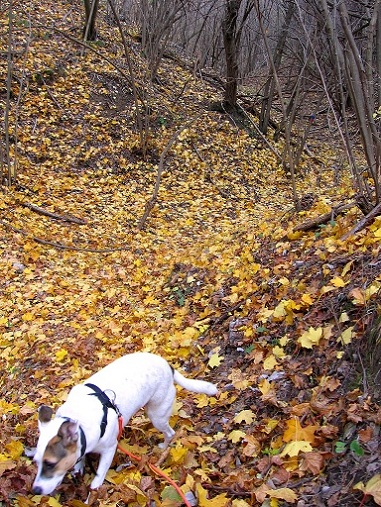 Foto: Andreas Koller / Wandertour / Hundsheimer Berg - am östlichsten Zipfel Österreichs (480m) / 26.11.2012 00:08:05