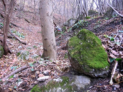 Foto: Andreas Koller / Wandertour / Hundsheimer Berg - am östlichsten Zipfel Österreichs (480m) / 26.11.2012 00:07:56