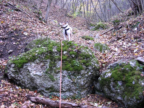 Foto: Andreas Koller / Wandertour / Hundsheimer Berg - am östlichsten Zipfel Österreichs (480m) / 26.11.2012 00:07:39