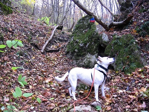 Foto: Andreas Koller / Wandertour / Hundsheimer Berg - am östlichsten Zipfel Österreichs (480m) / 26.11.2012 00:07:29
