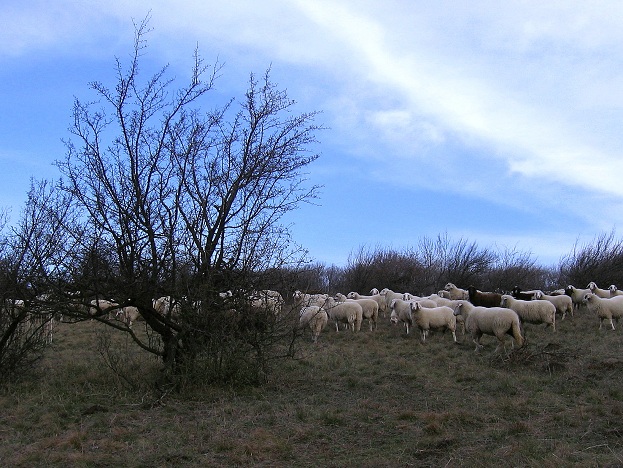 Foto: Andreas Koller / Wandertour / Hundsheimer Berg - am östlichsten Zipfel Österreichs (480m) / 26.11.2012 00:07:11