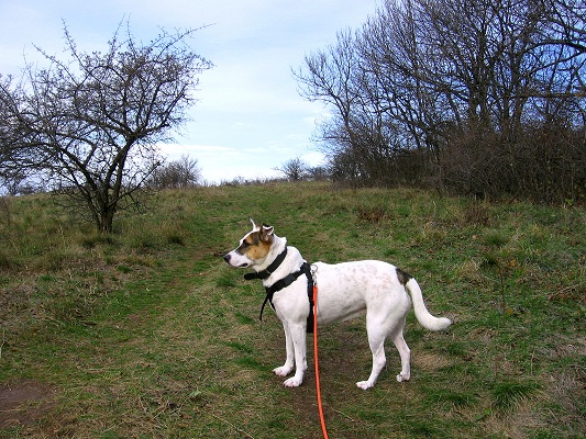 Foto: Andreas Koller / Wandertour / Hundsheimer Berg - am östlichsten Zipfel Österreichs (480m) / 26.11.2012 00:06:50