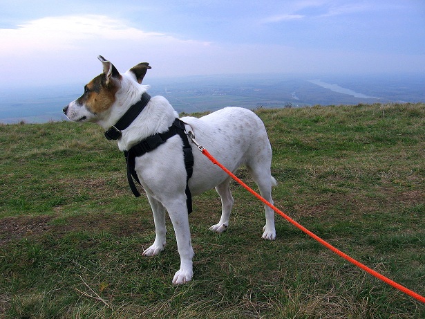 Foto: Andreas Koller / Wandertour / Hundsheimer Berg - am östlichsten Zipfel Österreichs (480m) / 26.11.2012 00:05:54
