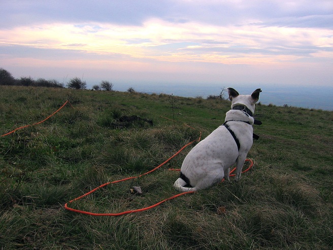 Foto: Andreas Koller / Wandertour / Hundsheimer Berg - am östlichsten Zipfel Österreichs (480m) / 26.11.2012 00:05:09