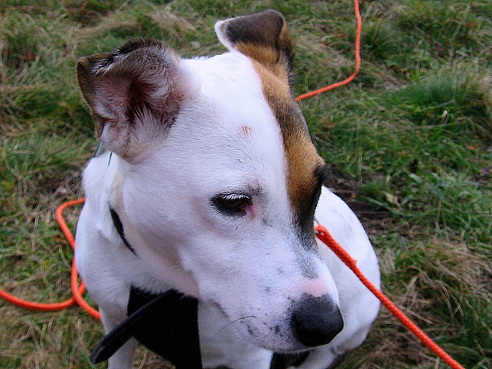 Foto: Andreas Koller / Wandertour / Hundsheimer Berg - am östlichsten Zipfel Österreichs (480m) / 26.11.2012 00:04:41