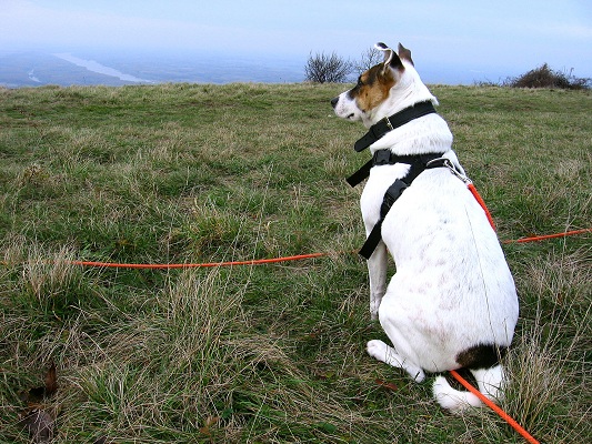 Foto: Andreas Koller / Wandertour / Hundsheimer Berg - am östlichsten Zipfel Österreichs (480m) / Aussicht genießen! / 26.11.2012 00:04:04