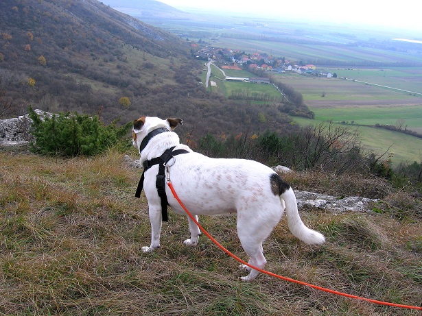 Foto: Andreas Koller / Wandertour / Hundsheimer Berg - am östlichsten Zipfel Österreichs (480m) / 26.11.2012 00:02:10