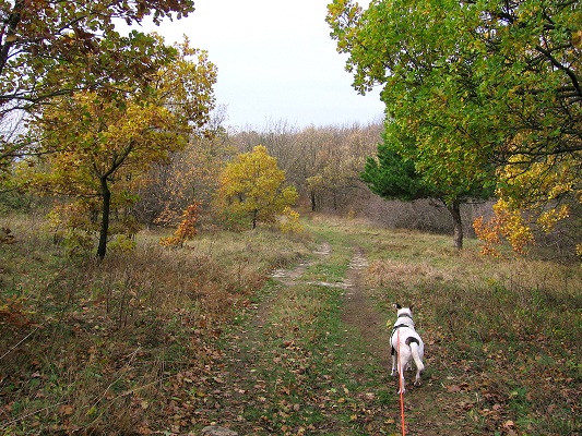 Foto: Andreas Koller / Wandertour / Hundsheimer Berg - am östlichsten Zipfel Österreichs (480m) / 26.11.2012 00:01:02