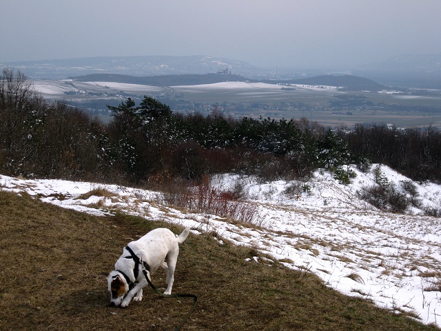Foto: Andreas Koller / Wandertour / Familienwanderung auf den Waschberg (388m) / Blick zur Burg Kreuzenstein / 13.04.2013 13:15:21