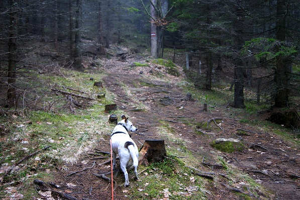 Foto: Andreas Koller / Wandertour / Von der steirischen Seite auf die Koralpe (2117m) / 15.05.2013 22:06:51
