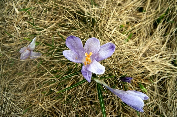Foto: Andreas Koller / Wandertour / Von der steirischen Seite auf die Koralpe (2117m) / 15.05.2013 22:06:25