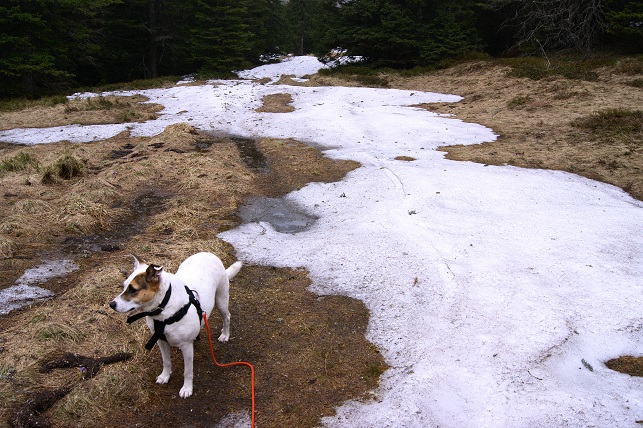 Foto: Andreas Koller / Wandertour / Von der steirischen Seite auf die Koralpe (2117m) / 15.05.2013 22:05:03