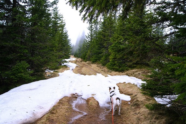 Foto: Andreas Koller / Wandertour / Von der steirischen Seite auf die Koralpe (2117m) / 15.05.2013 22:04:52