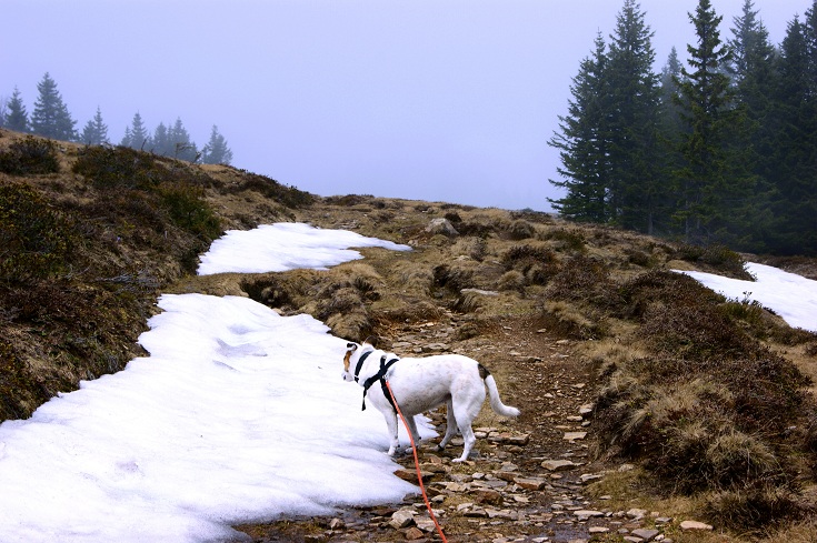 Foto: Andreas Koller / Wandertour / Von der steirischen Seite auf die Koralpe (2117m) / 15.05.2013 22:04:35