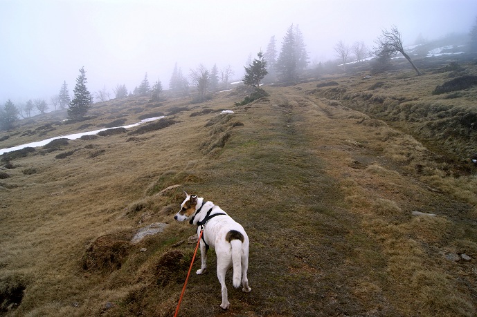 Foto: Andreas Koller / Wandertour / Von der steirischen Seite auf die Koralpe (2117m) / 15.05.2013 22:03:16