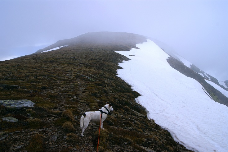 Foto: Andreas Koller / Wandertour / Von der steirischen Seite auf die Koralpe (2117m) / Gipfelanstieg Kleiner Speik / 15.05.2013 22:00:55