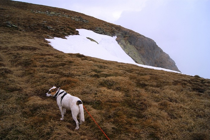 Foto: Andreas Koller / Wandertour / Von der steirischen Seite auf die Koralpe (2117m) / Gipfelhang / 15.05.2013 22:00:17