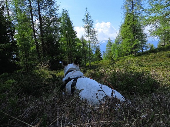 Foto: Andreas Koller / Wandertour / Vom Marterle auf den Leitenkopf (2449m) / 05.07.2013 21:02:56