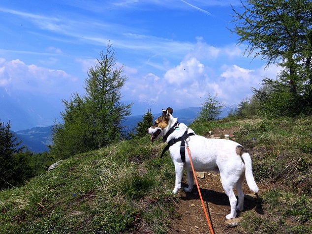 Foto: Andreas Koller / Wandertour / Vom Marterle auf den Leitenkopf (2449m) / 05.07.2013 21:01:55