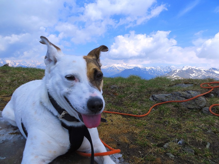 Foto: Andreas Koller / Wandertour / Vom Marterle auf den Leitenkopf (2449m) / 05.07.2013 20:57:17