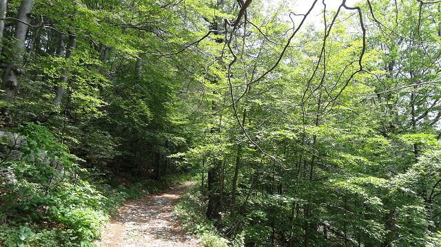 Foto: Datzi / Wandertour / Bergtour auf den Risnjak (1528m) und Snjeznik mit Biwak (1505m) / Der gut markierte Anstieg zum Dom / 30.07.2013 18:32:25