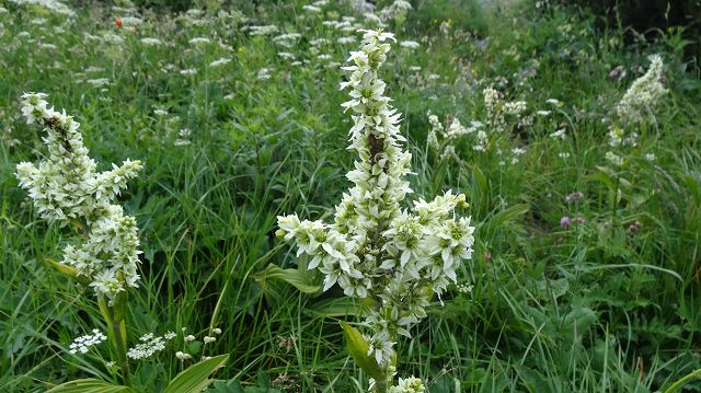 Foto: Datzi / Wandertour / Bergtour auf den Risnjak (1528m) und Snjeznik mit Biwak (1505m) / Sehr schöne Blumenmotive, hier kommt man immer wieder zum staunen / 30.07.2013 18:36:02