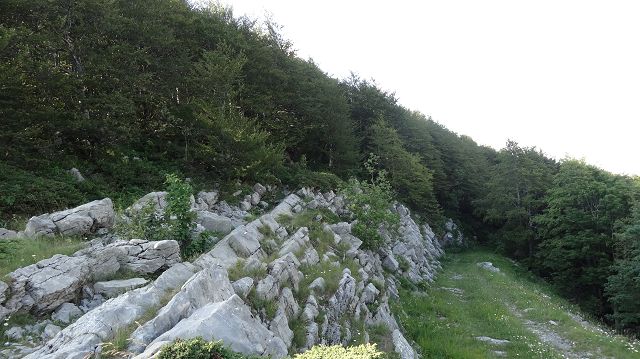 Foto: Datzi / Wandertour / Bergtour auf den Risnjak (1528m) und Snjeznik mit Biwak (1505m) / Nach der Wegkreuzung wo man zum Susak Dom absteigen kann. Hier führt der Anstieg linkks zum Snjeznik / 30.07.2013 18:38:19