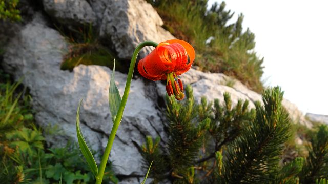 Foto: Datzi / Wandertour / Bergtour auf den Risnjak (1528m) und Snjeznik mit Biwak (1505m) / Dioe Türkenbundlilie brachte mich immer wieder zum Staunen. Eigentlich ein Kunstwerk der Natur. / 30.07.2013 18:45:07